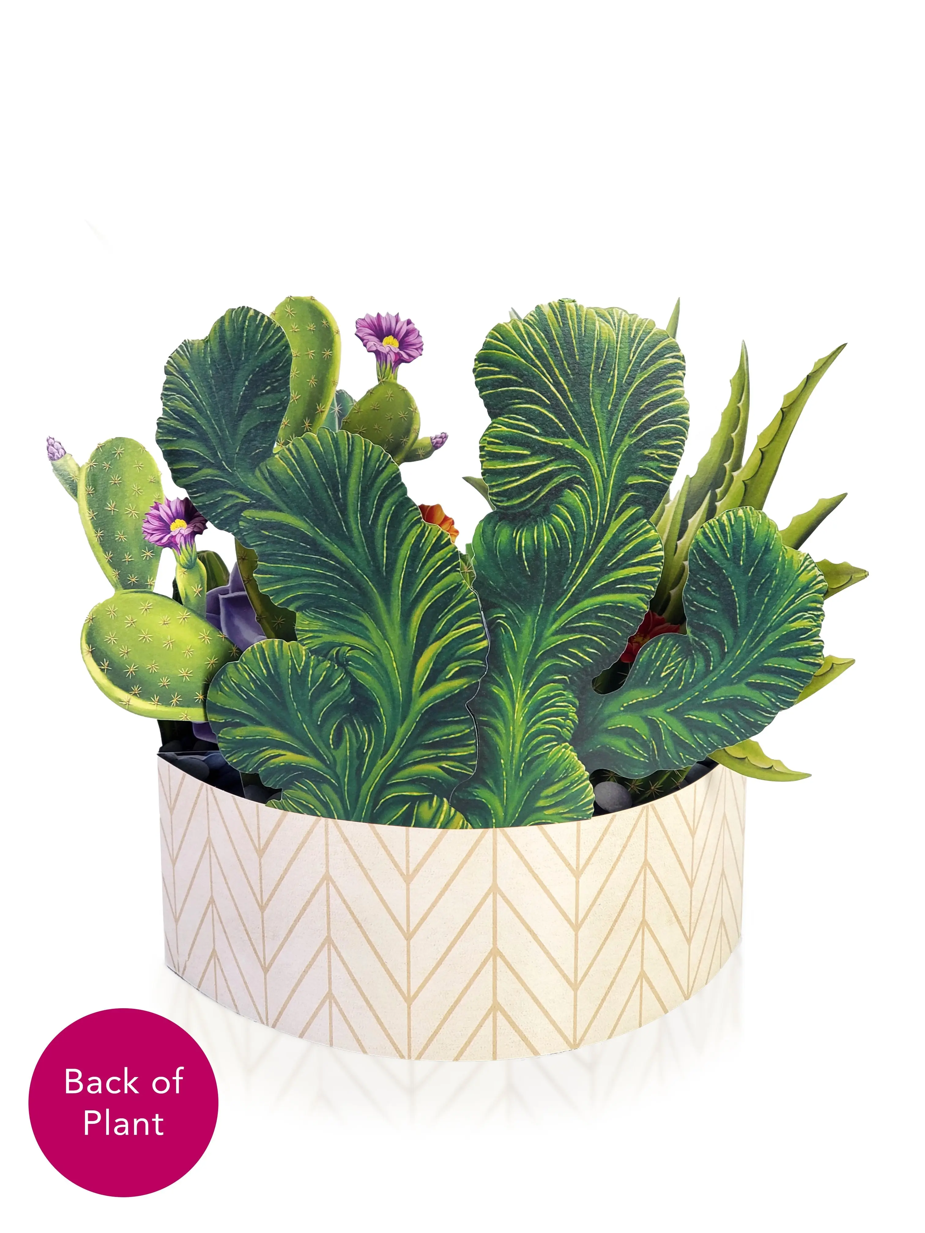 Cactus Garden - Image 3