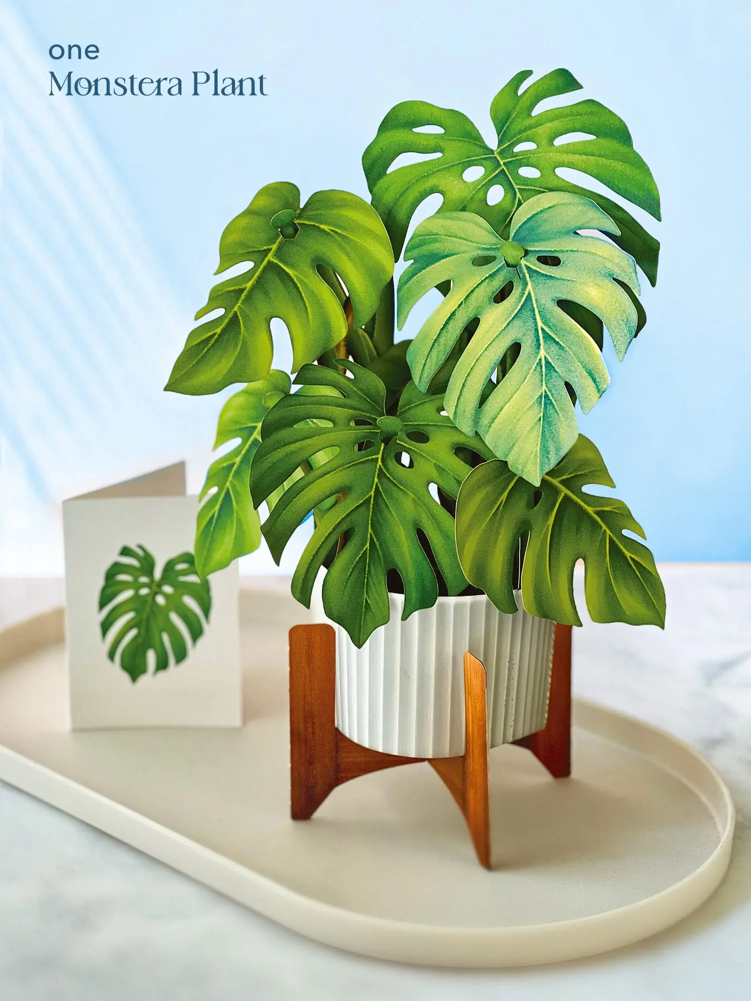 Classic Houseplants Bundle - Image 3