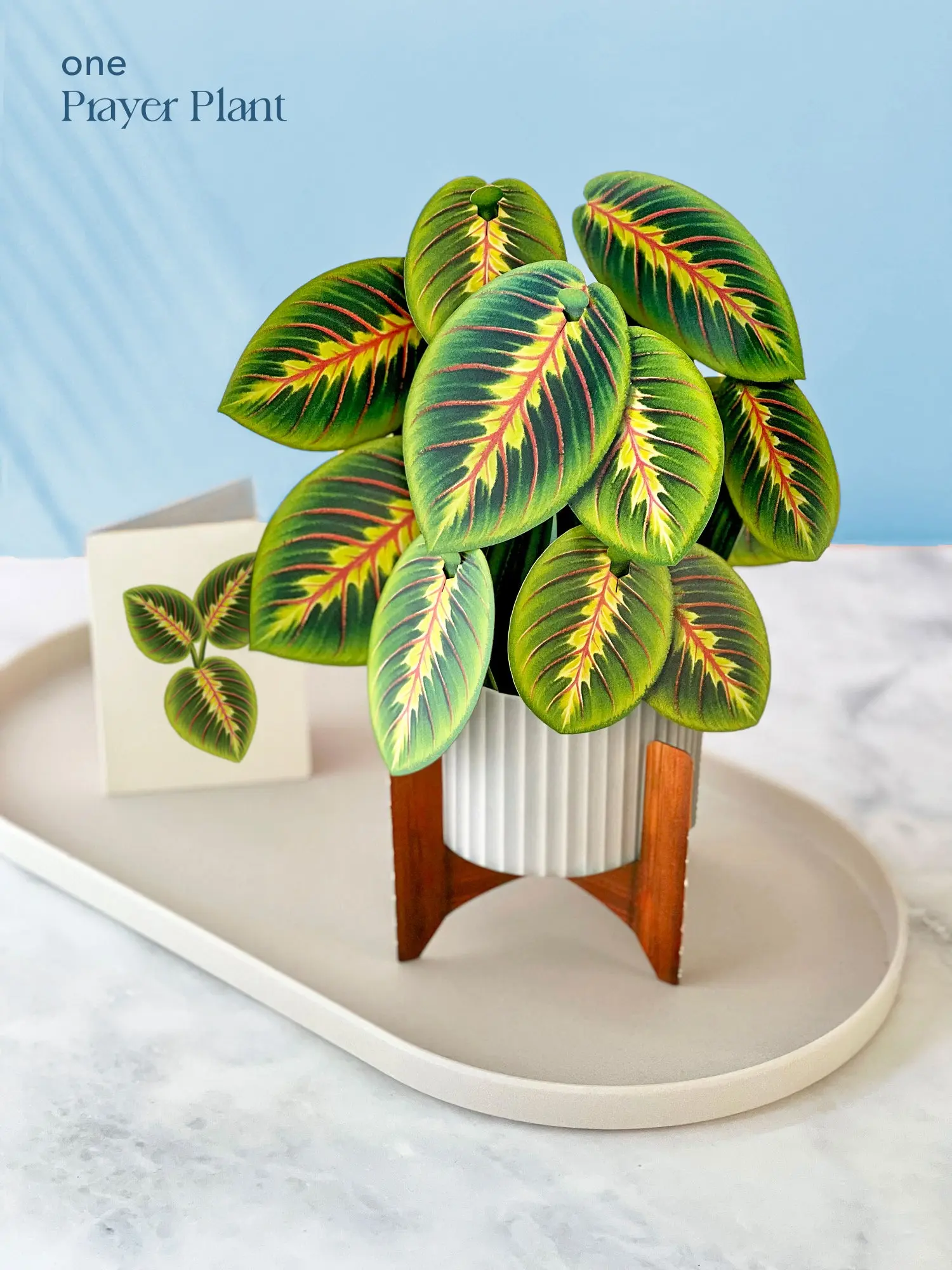 Classic Houseplants Bundle - Image 4