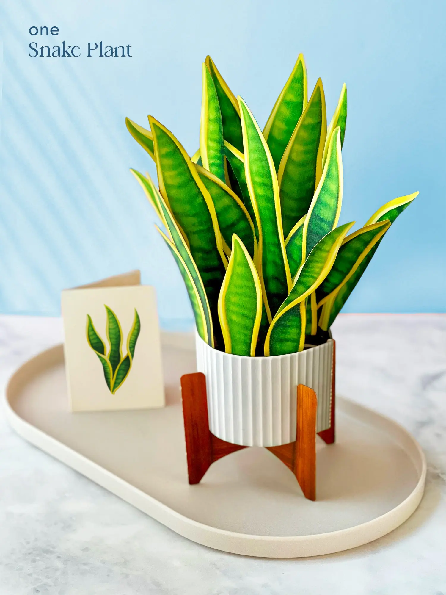 Classic Houseplants Bundle - Image 5