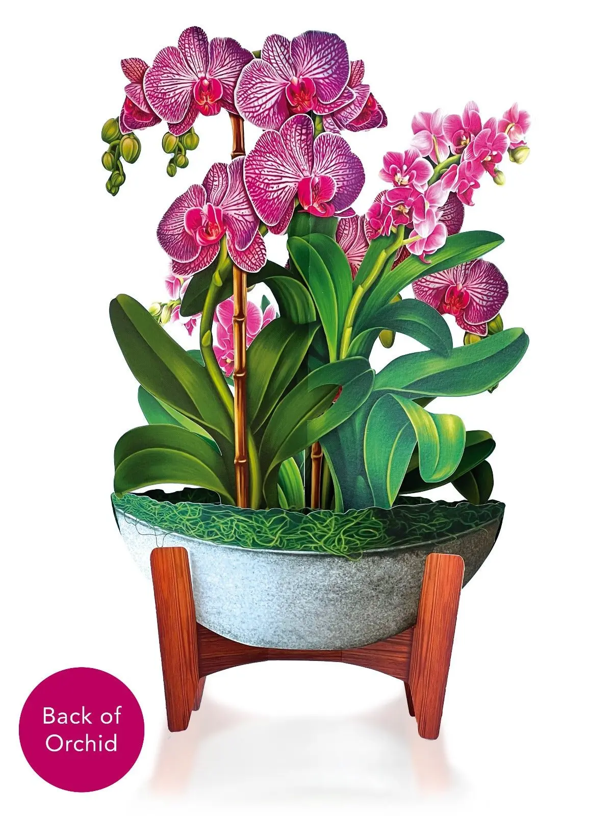 Orchid Oasis - Image 3