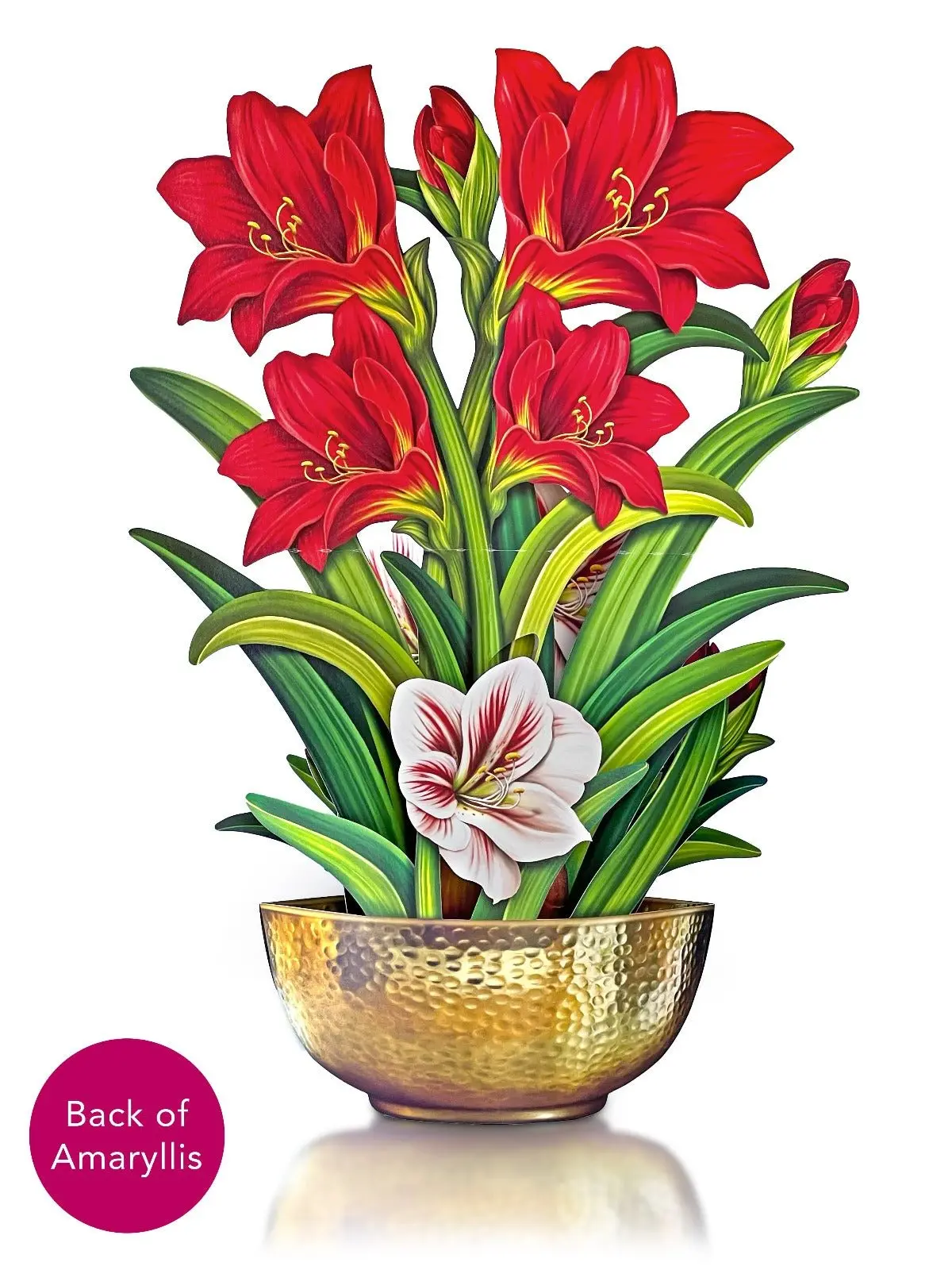 Christmas Scarlet Amaryllis - Image 3