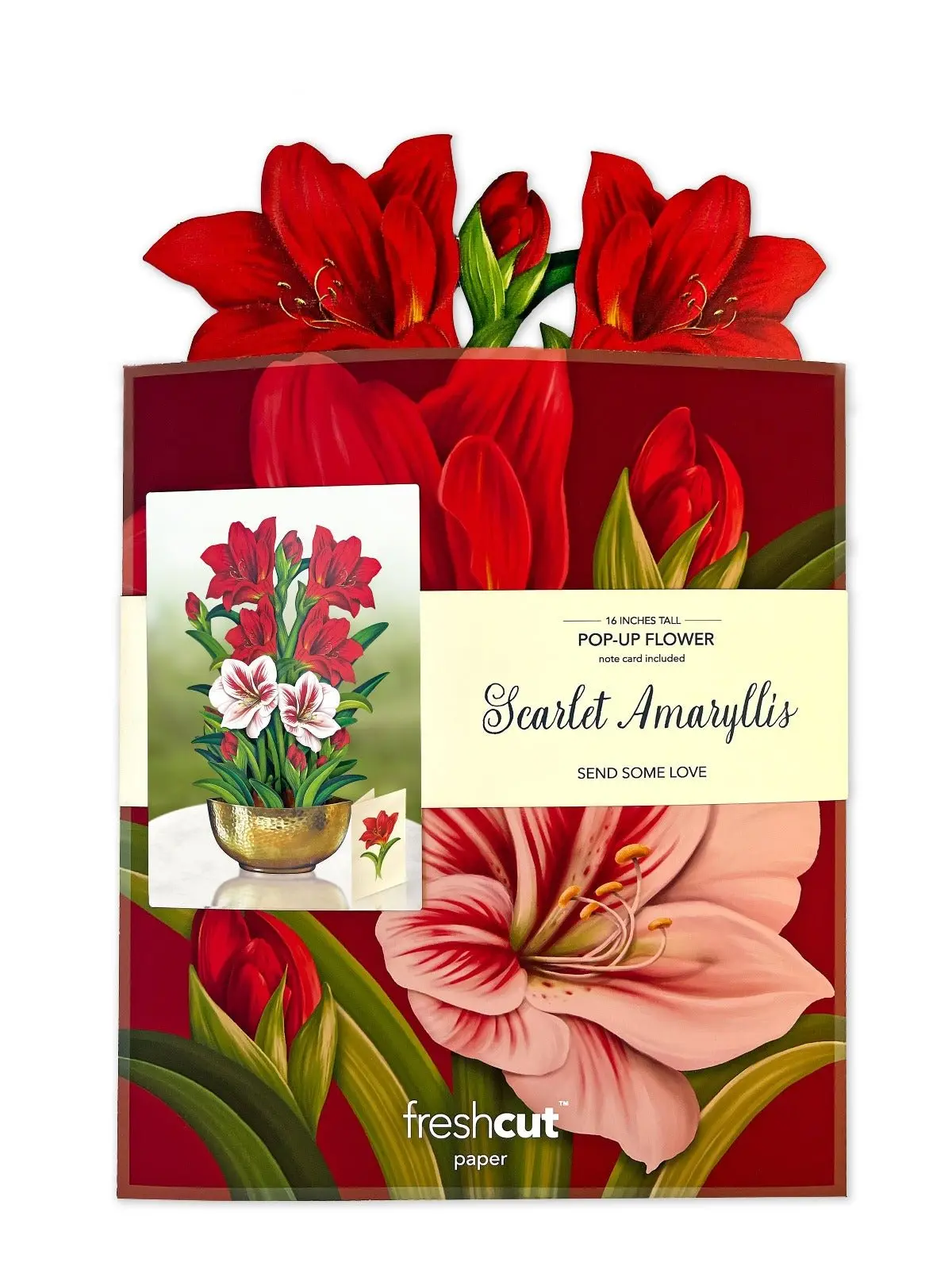 Christmas Scarlet Amaryllis - Image 4