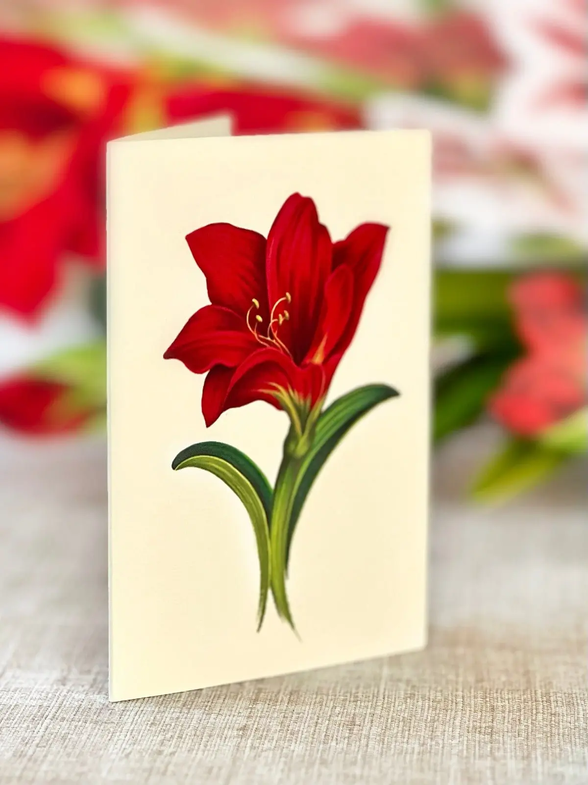 Christmas Scarlet Amaryllis - Image 5