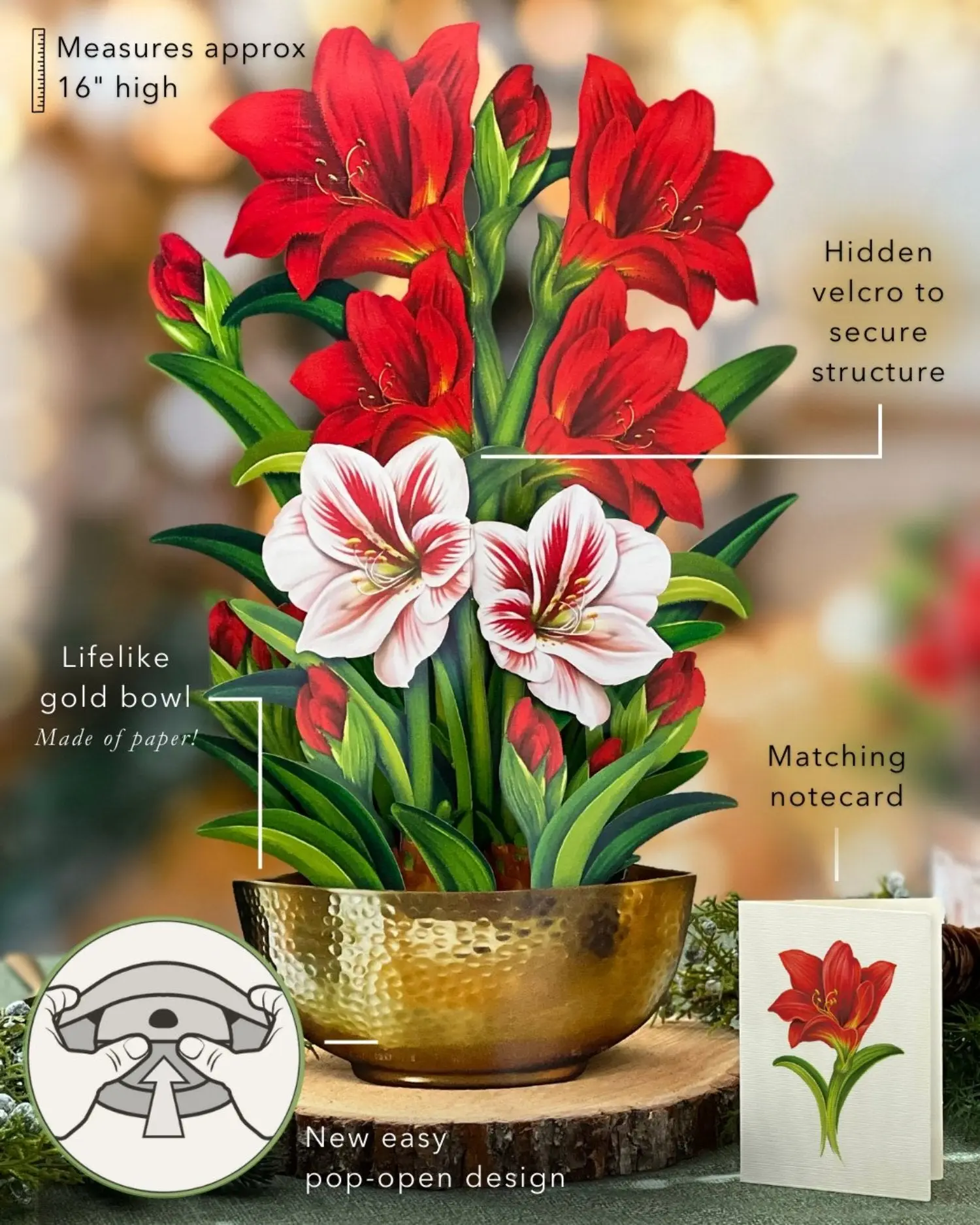 Christmas Scarlet Amaryllis - Image 6